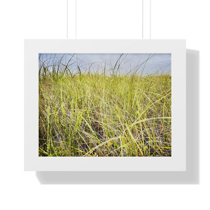 Montauk Grass
