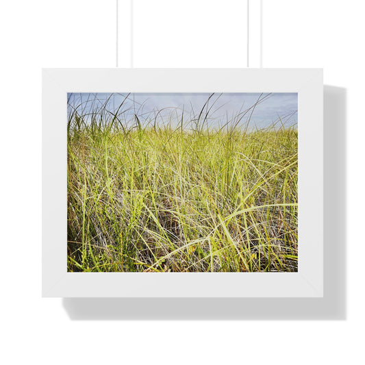 Montauk Grass